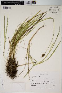 Carex harfordii image